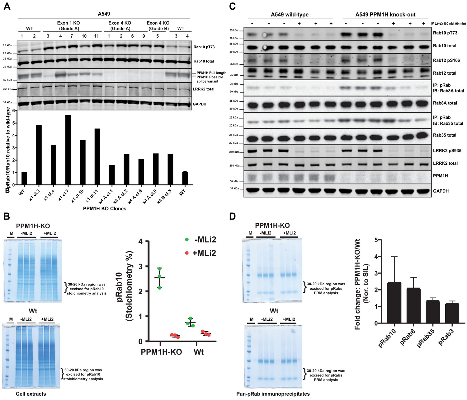 Figures and data in PPM1H phosphatase counteracts LRRK2 signaling by ...