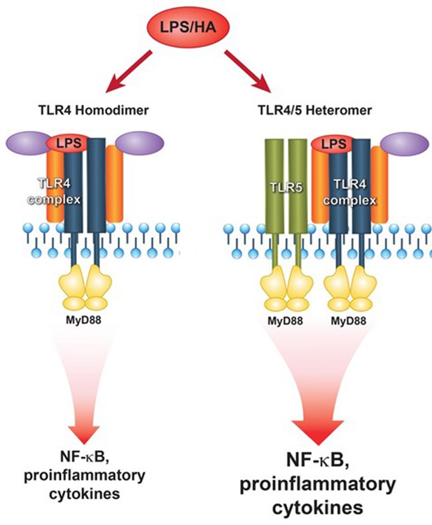 Tlr Participates In The Tlr Receptor Complex And Promotes Myd