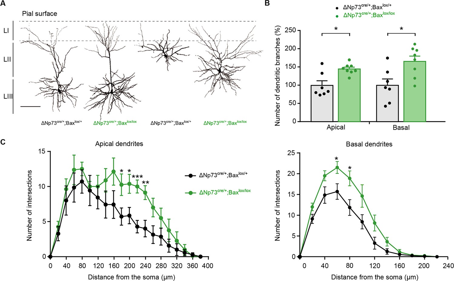 Cajal-Retzius Cell - an overview