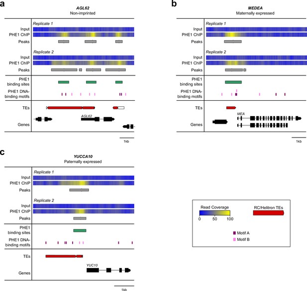 Figures And Data In The MADS-box Transcription Factor PHERES1 Controls ...