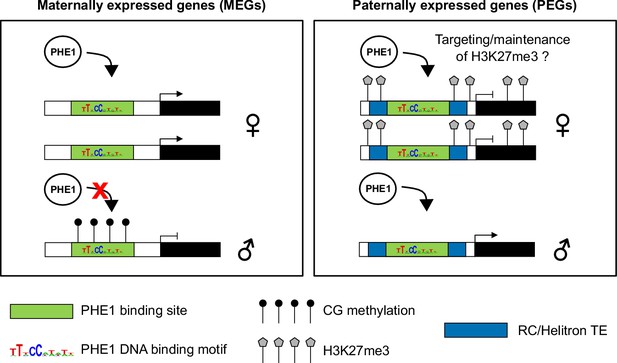 Figures And Data In The MADS-box Transcription Factor PHERES1 Controls ...