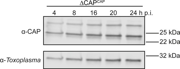 Figures and data in Differential requirements for cyclase-associated ...