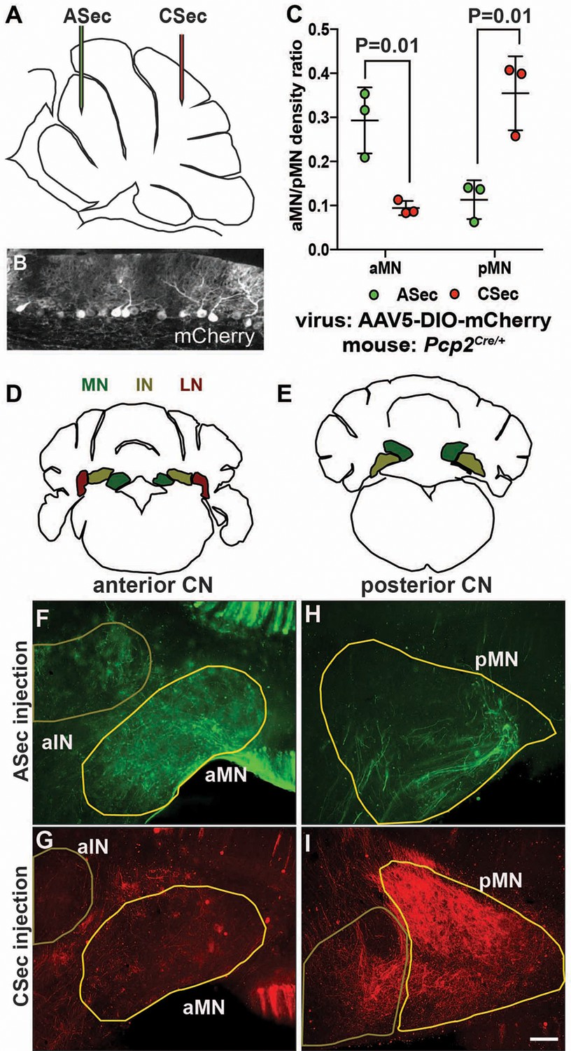 健康・医学 Cerebellar Dentate Nucleus Dentate Nucleus - an overview | ScienceDirect Topics