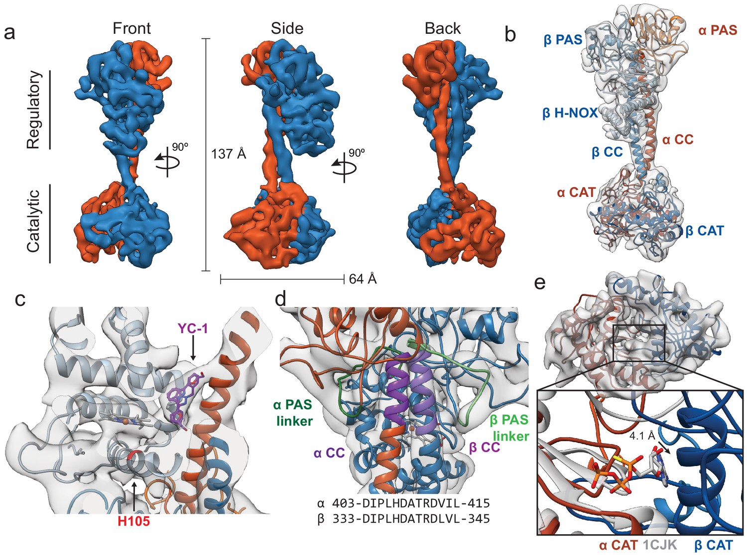 Allosteric Activation Of The Nitric Oxide Receptor Soluble Guanylate Cyclase Mapped By Cryo Electron Microscopy Elife