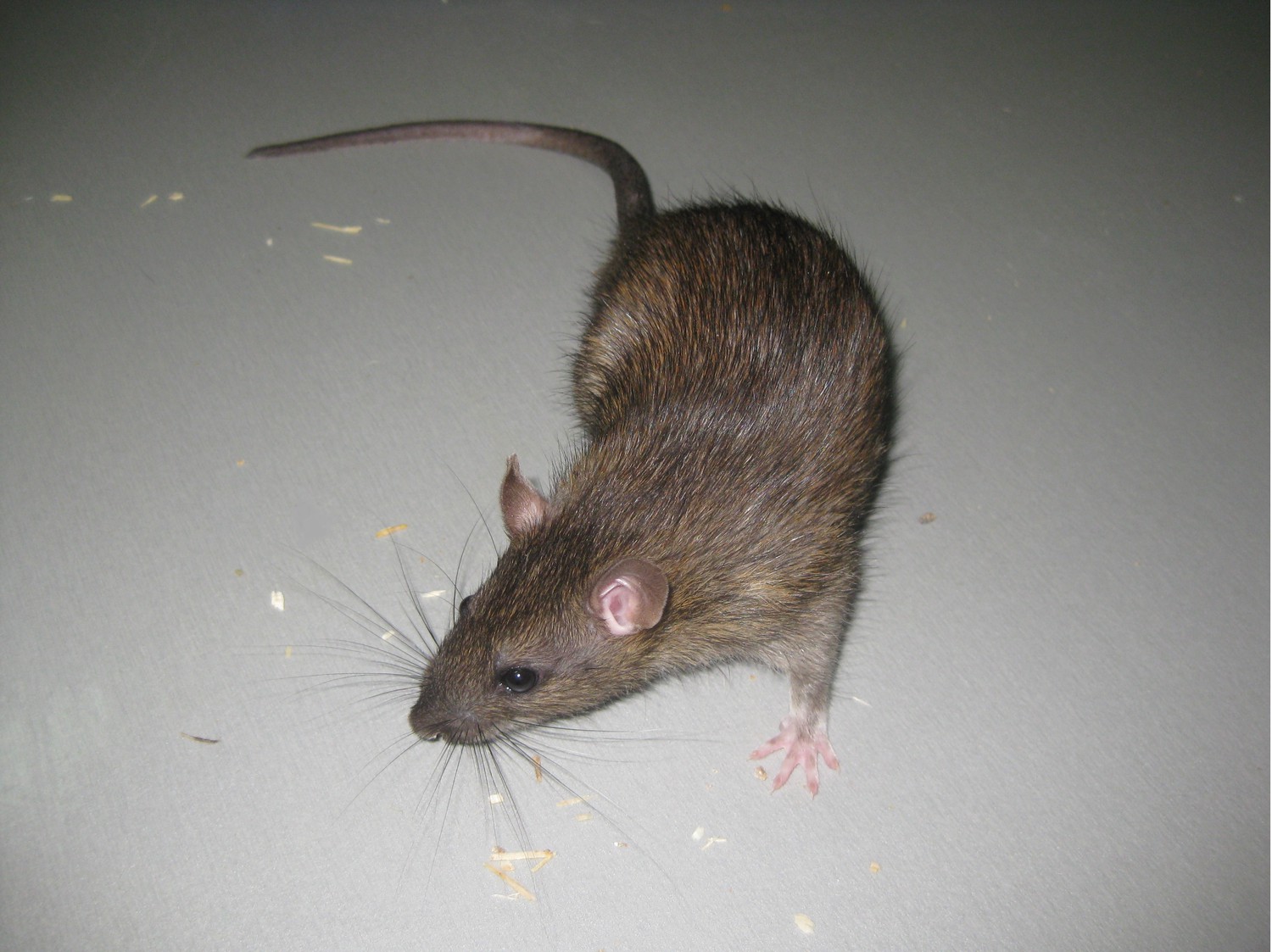 The Natural History Of Model Organisms The Norway Rat From An Obnoxious Pest To A Laboratory Pet Elife