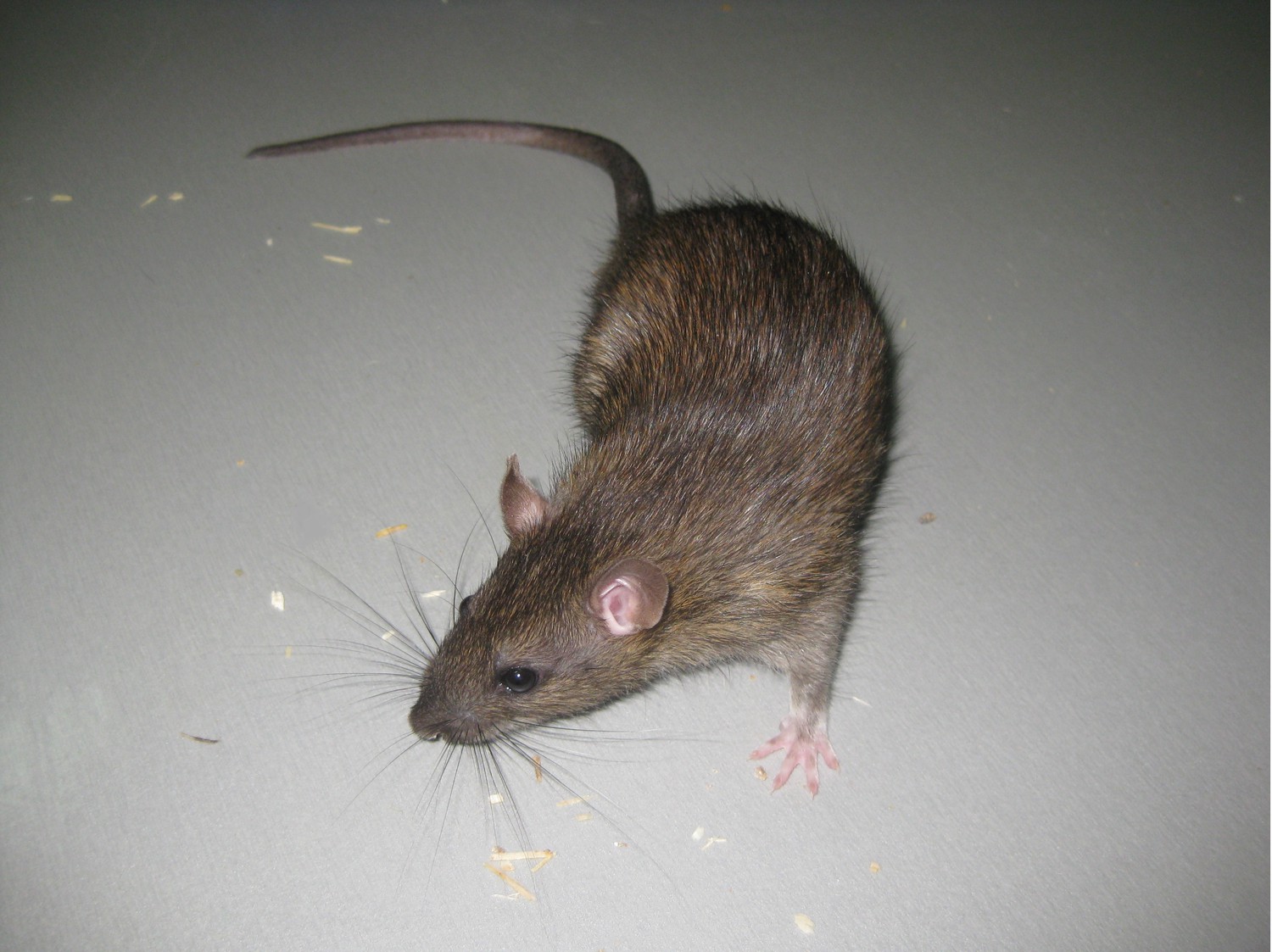 How Far Will Rats Roam? - Colonial Pest Control