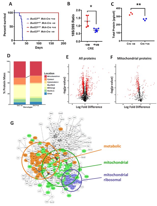 Cardiac mitochondrial function depends on BUD23 mediated ribosome ...