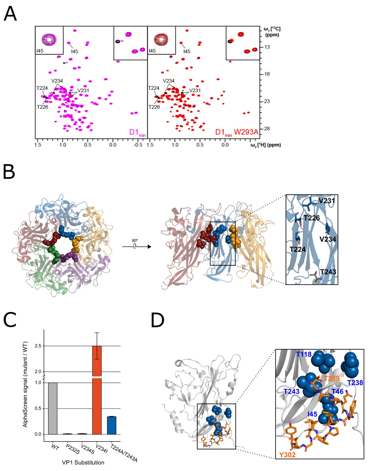 A Polyomavirus Peptide Binds To The Capsid Vp1 Pore And Has Potent Antiviral Activity Against Bk