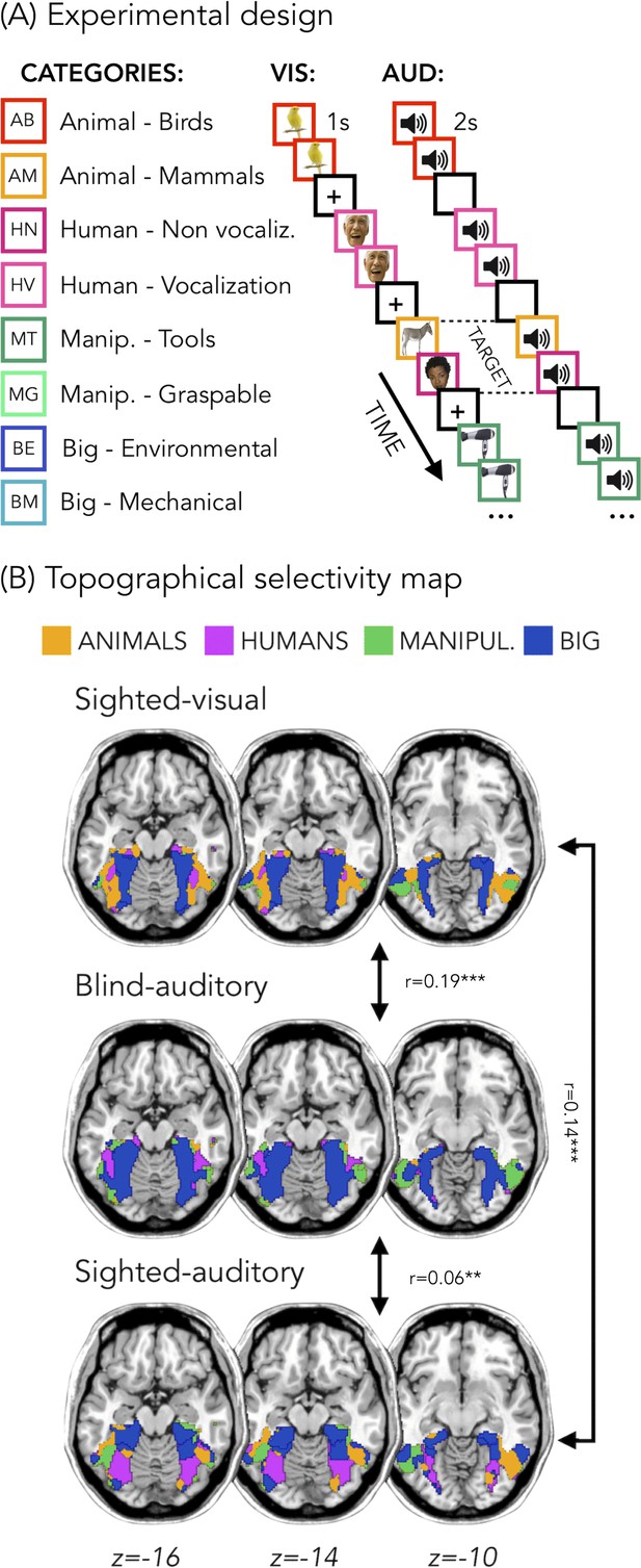 Categorical representation from sound and sight in the ventral