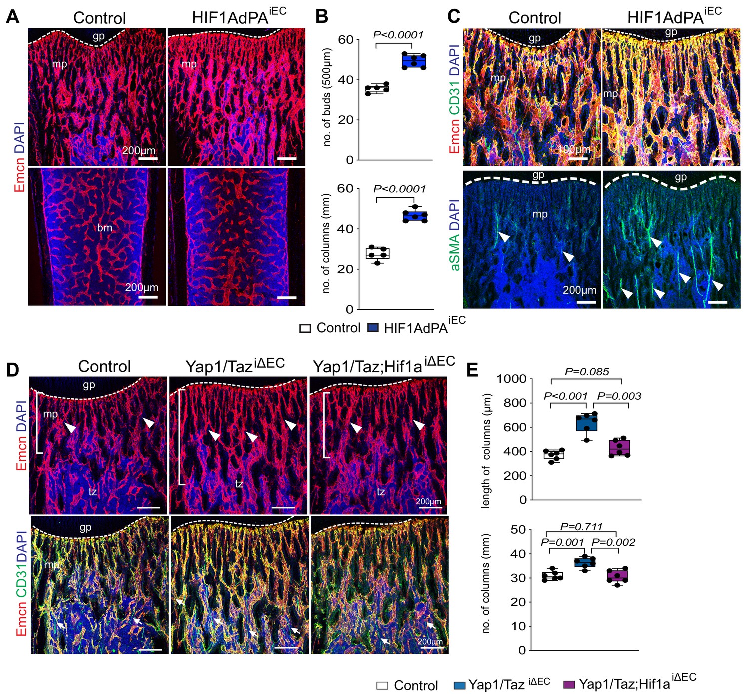 Figures And Data In Yap And Taz Negatively Control Bone Angiogenesis