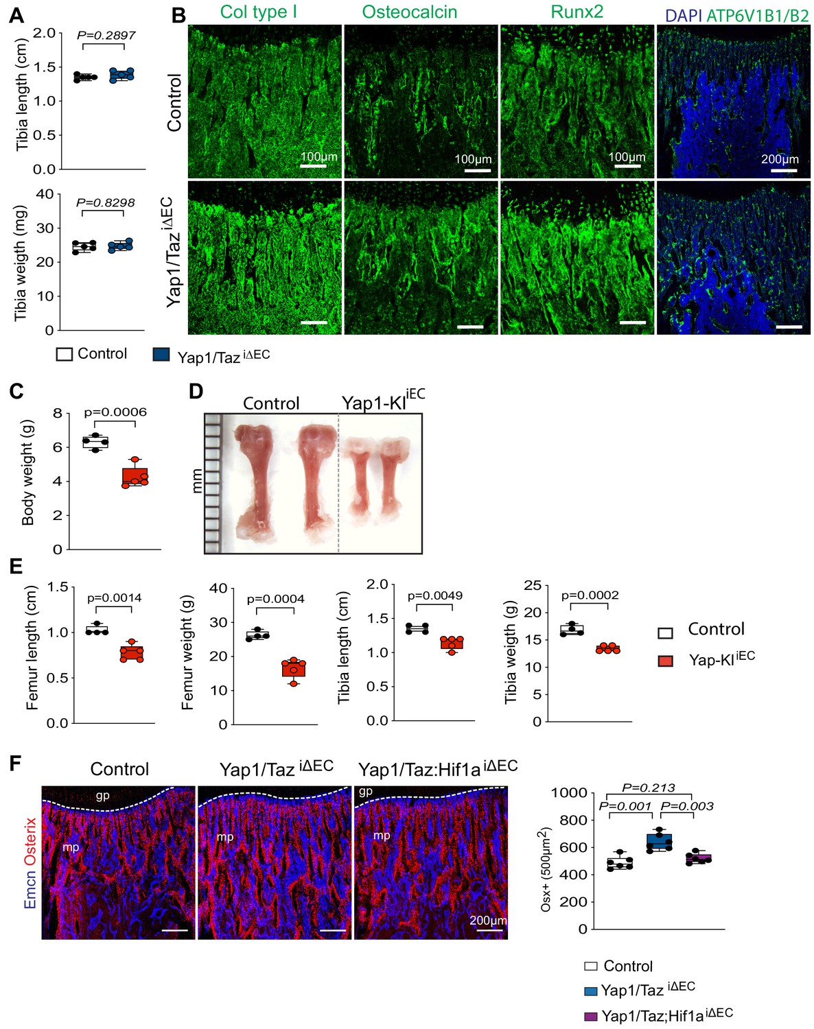 Figures And Data In Yap And Taz Negatively Control Bone Angiogenesis