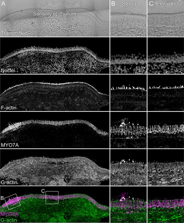 Figures and data in Single-cell proteomics reveals changes in ...