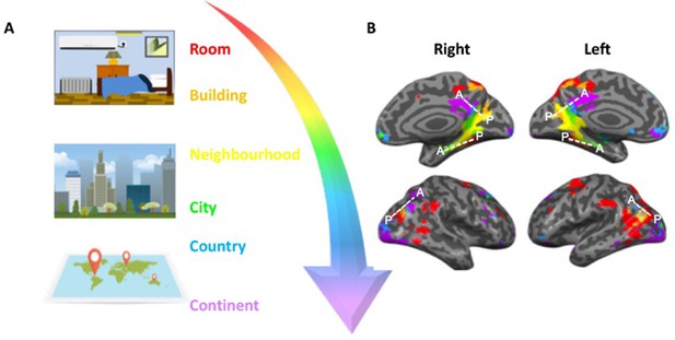 Spatial Navigation: A Question Of Scale | ELife