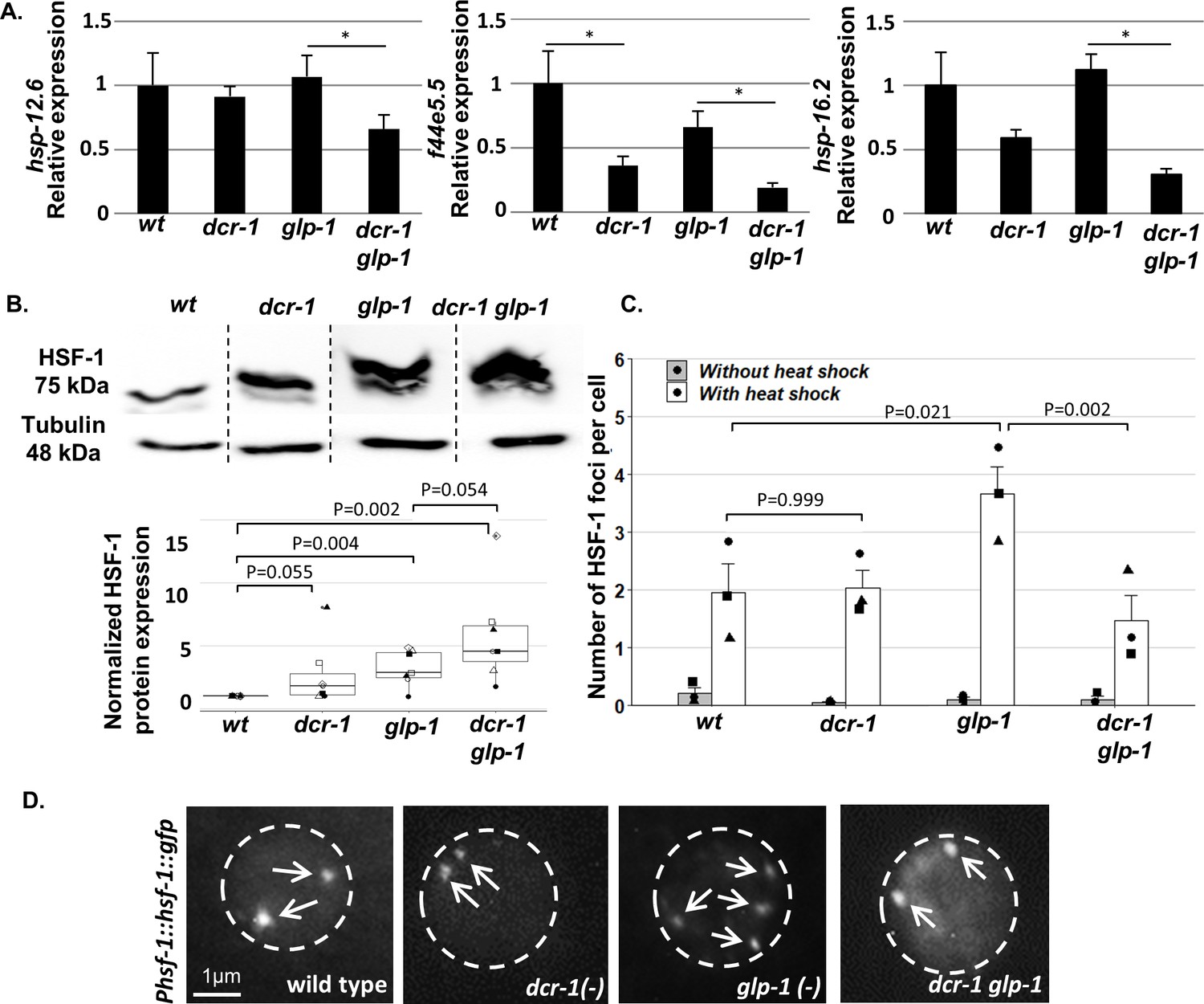 endo sirna biogenesis anti aging