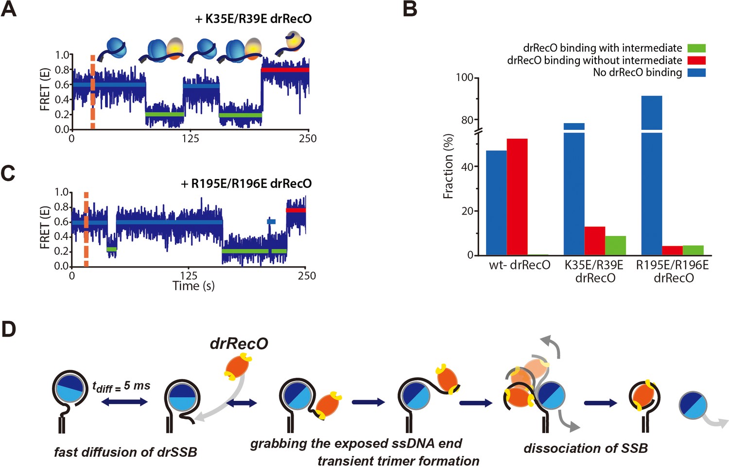 Crystal structure of the Deinococcus radiodurans single-stranded