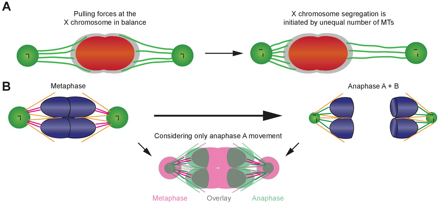 Male meiotic spindle features that efficiently segregate paired and ... Biology Diagrams