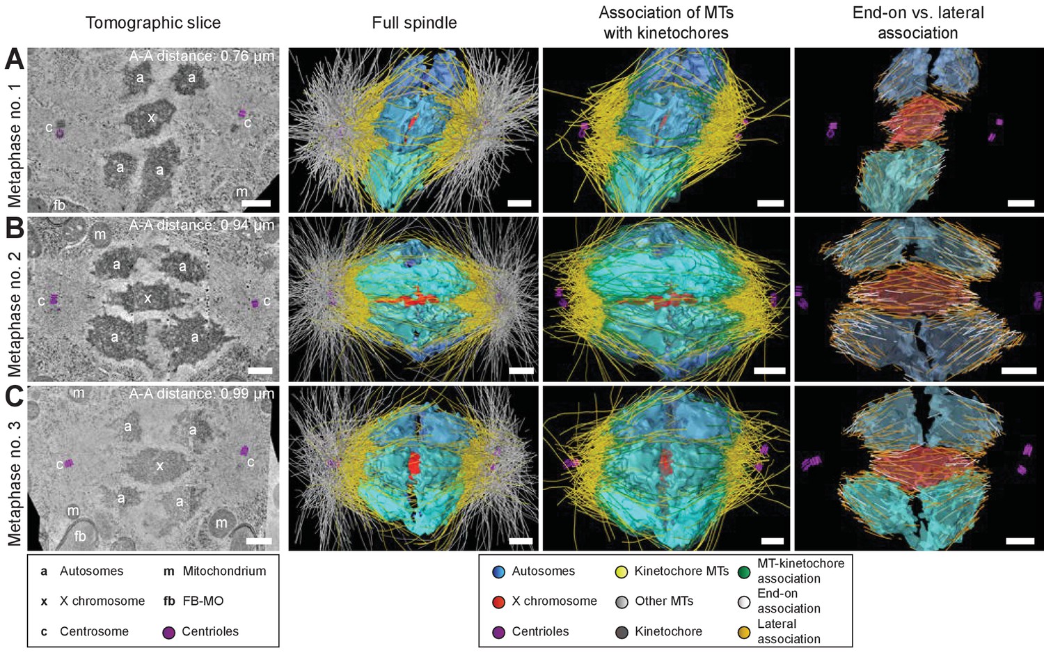 Male meiotic spindle features that efficiently segregate paired and Biology Diagrams
