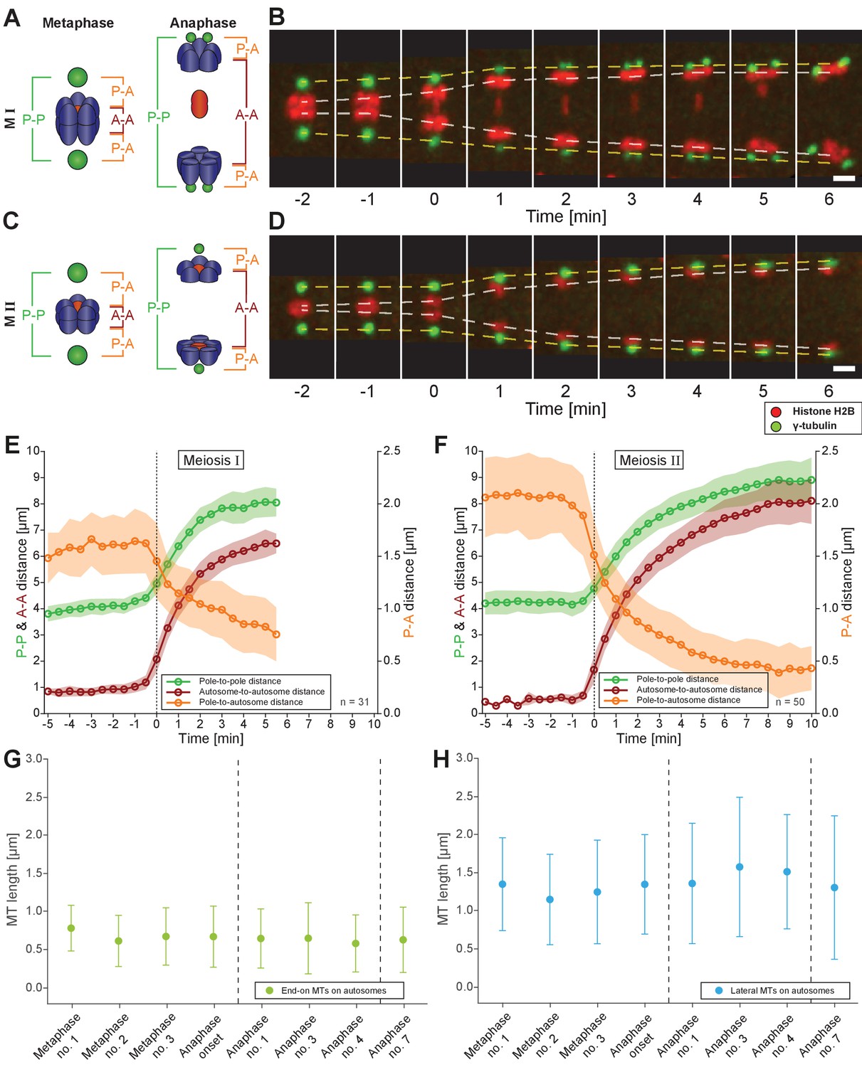 Male meiotic spindle features that efficiently segregate paired and Biology Diagrams