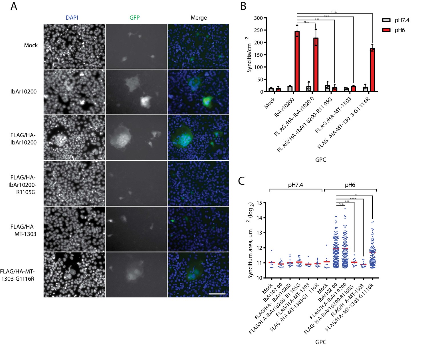 Figures and data in A single mutation in Crimean-Congo hemorrhagic ...