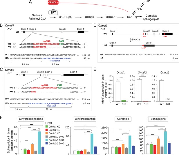 The Ormdl genes regulate the sphingolipid synthesis pathway to ensure ...