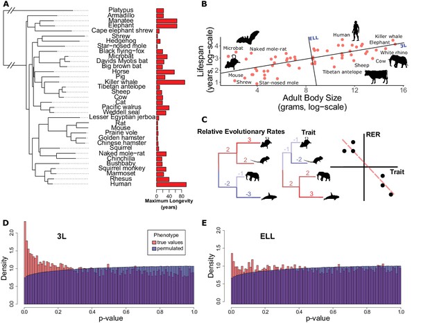 Figures And Data In Pan-mammalian Analysis Of Molecular Constraints 