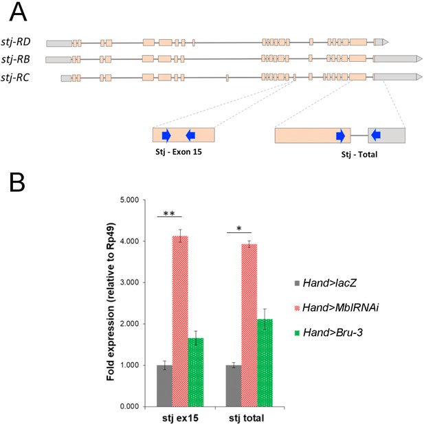 Figures and data in Straightjacket/α2δ3 deregulation is associated with ...