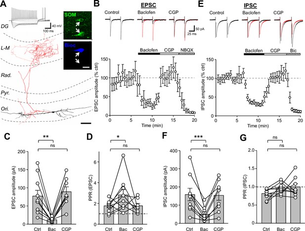 Figures And Data In Presynaptic GABAB Receptors Functionally Uncouple ...