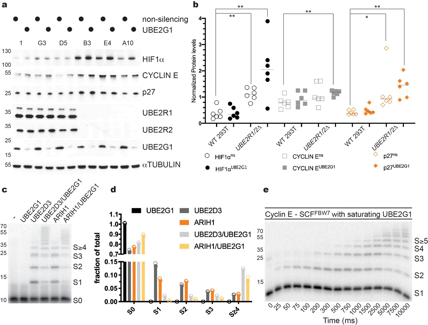 Robust cullin-RING ligase function is established by a multiplicity of ...