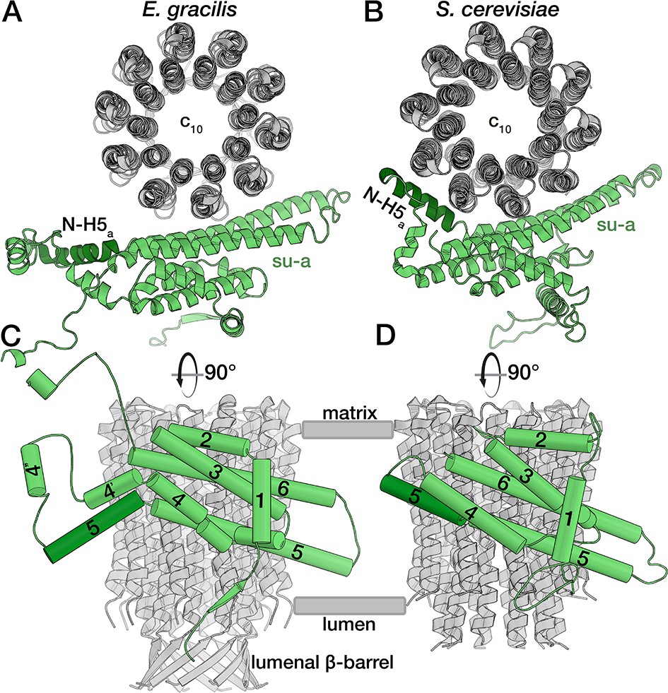 Structure of a mitochondrial ATP synthase with bound native cardiolipin