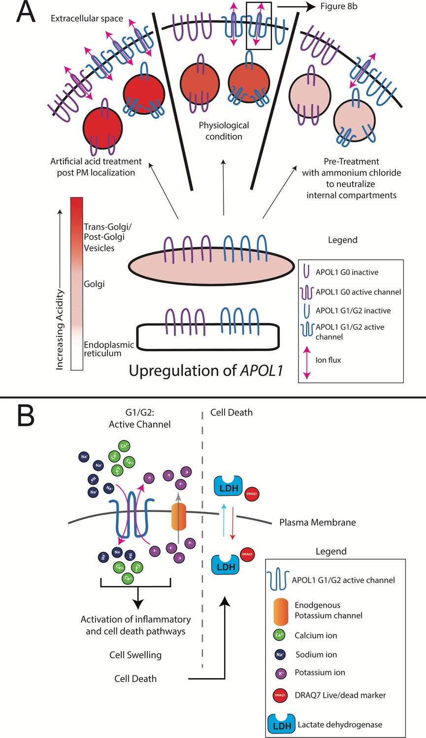 Figures And Data In Apolipoprotein L-1 Renal Risk Variants Form Active ...