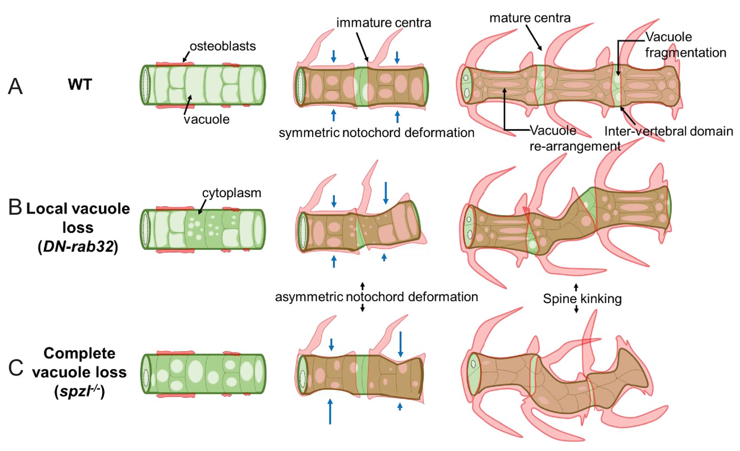 Notochord vacuoles absorb compressive bone growth during zebrafish spine  formation | eLife