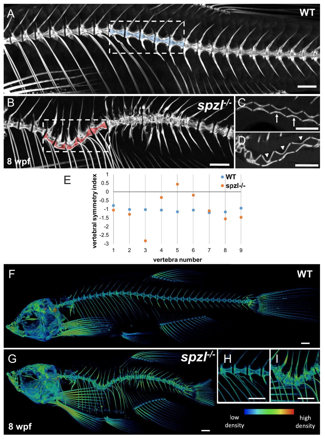 Notochord vacuoles absorb compressive bone growth during zebrafish ...