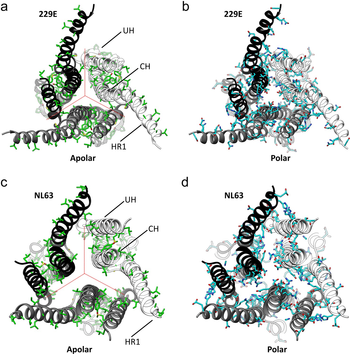 The human coronavirus HCoV-229E S-protein structure and receptor