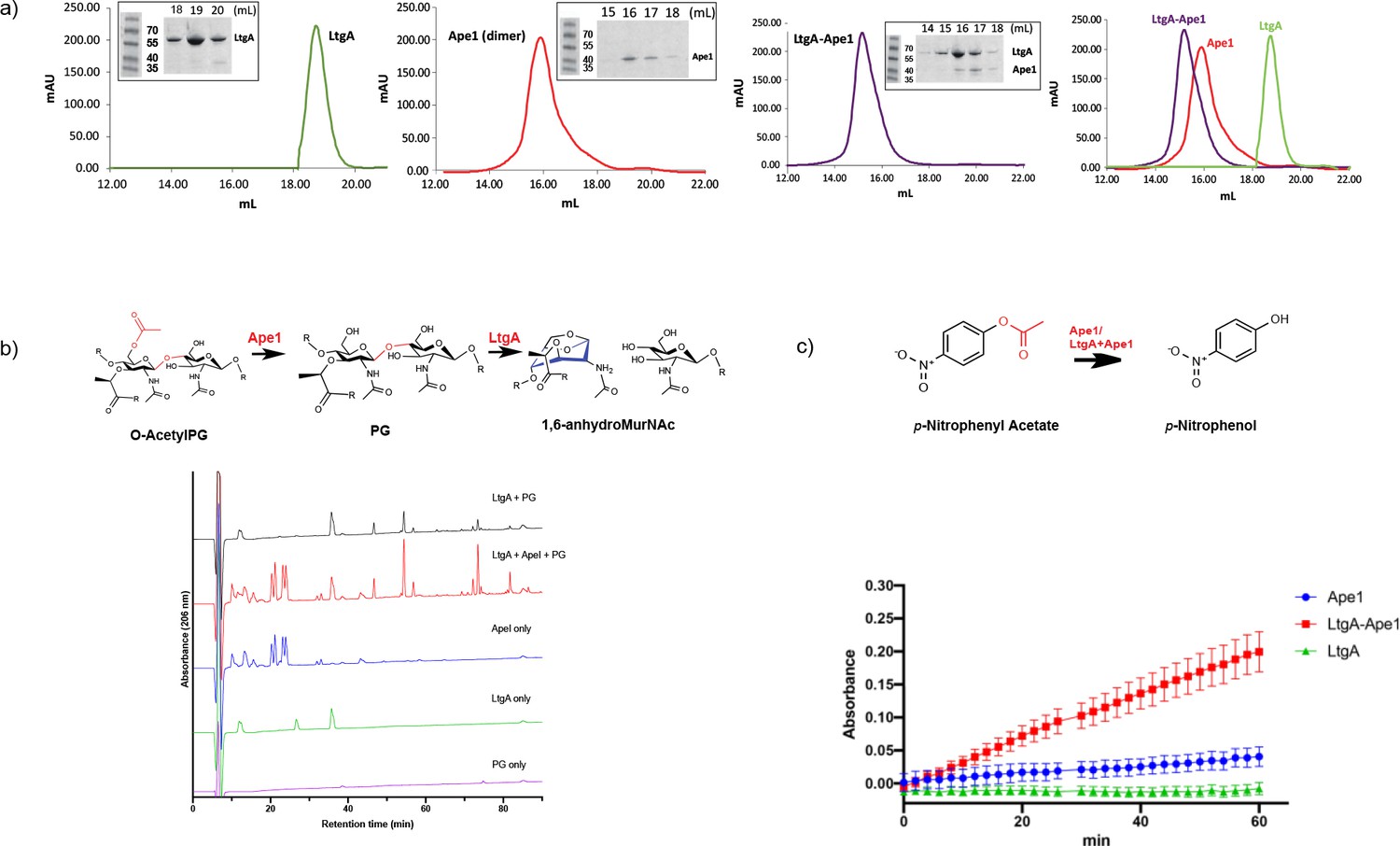 Figures and data in Defective lytic transglycosylase disrupts cell ...