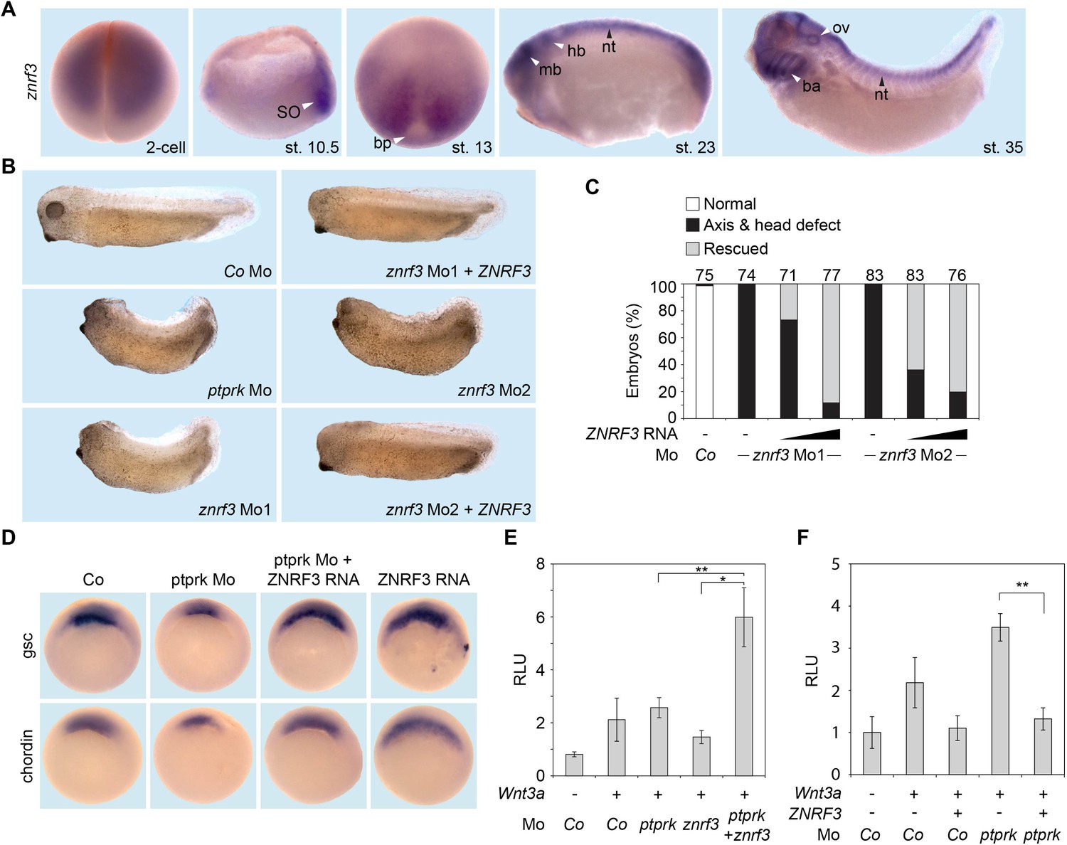 The tumor suppressor PTPRK promotes ZNRF3 internalization and is ...