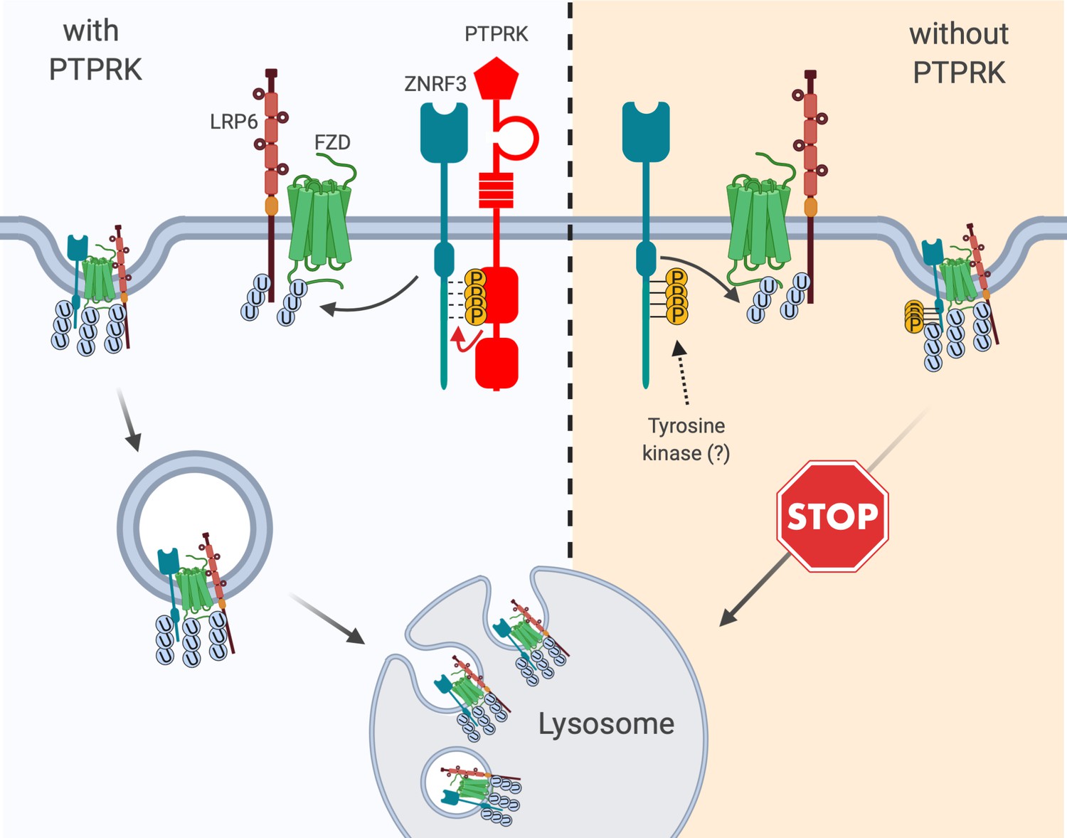 Figures And Data In The Tumor Suppressor PTPRK Promotes ZNRF3 ...