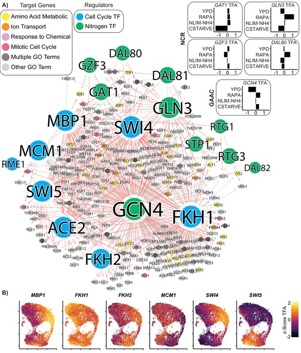 Gene Regulatory Network Reconstruction Using Single Cell Rna Sequencing