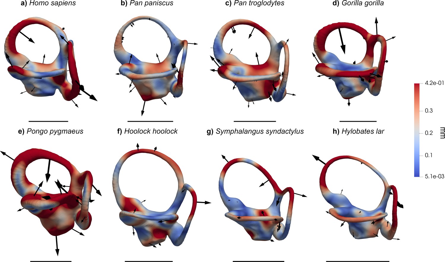Figures and data in The evolution of the vestibular apparatus in apes ... Biology Diagrams