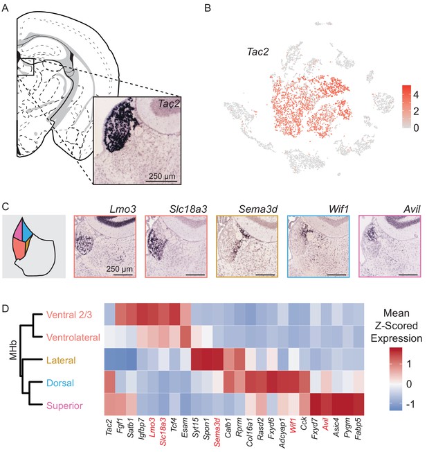 Anatomical And Single Cell Transcriptional Profiling Of The Murine Habenular Complex Elife 9638