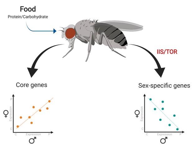 Reproduction How Flies Turn Food Into Progeny Elife