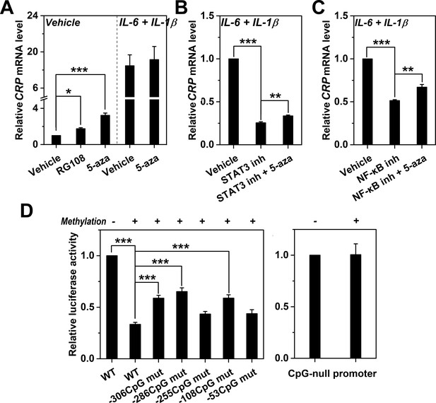 Reversible promoter methylation determines fluctuating expression of ...