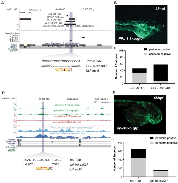 Figures and data in Analysis of zebrafish periderm enhancers ...