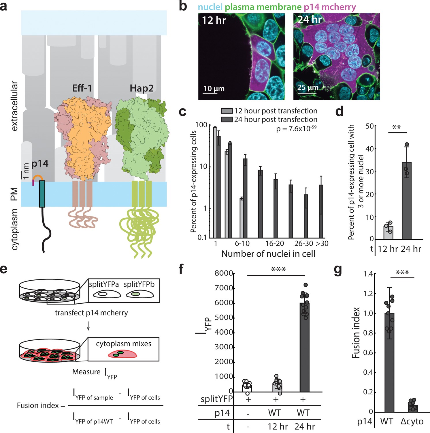 A viral fusogen hijacks the actin cytoskeleton to drive cell-cell 