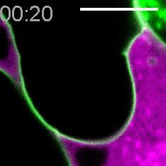 A viral fusogen hijacks the actin cytoskeleton to drive cell