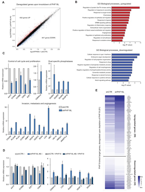 Phf Mediated Regulation Of Proliferation And Invasiveness In Prostate