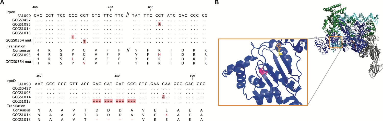 Rna Polymerase Mutations Cause Cephalosporin Resistance In Clinical Neisseria Gonorrhoeae Isolates Elife