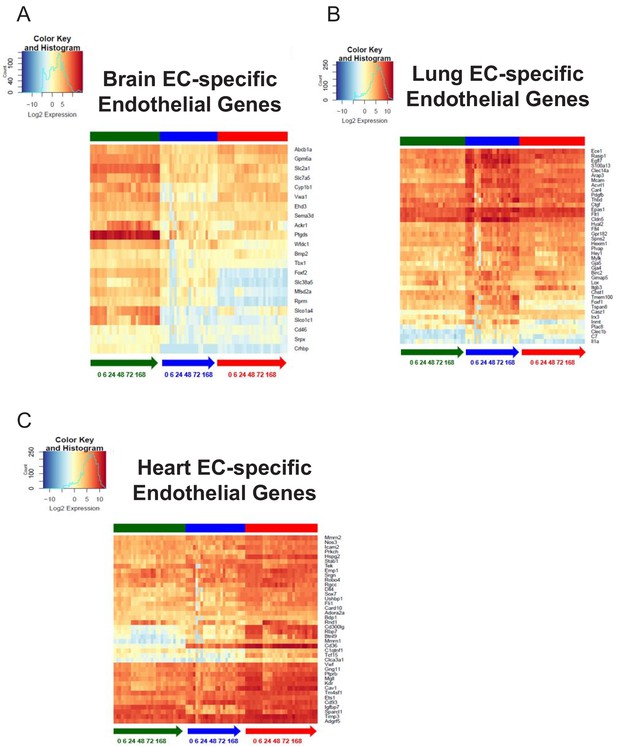 Figures And Data In Endothelial Heterogeneity Across Distinct Vascular