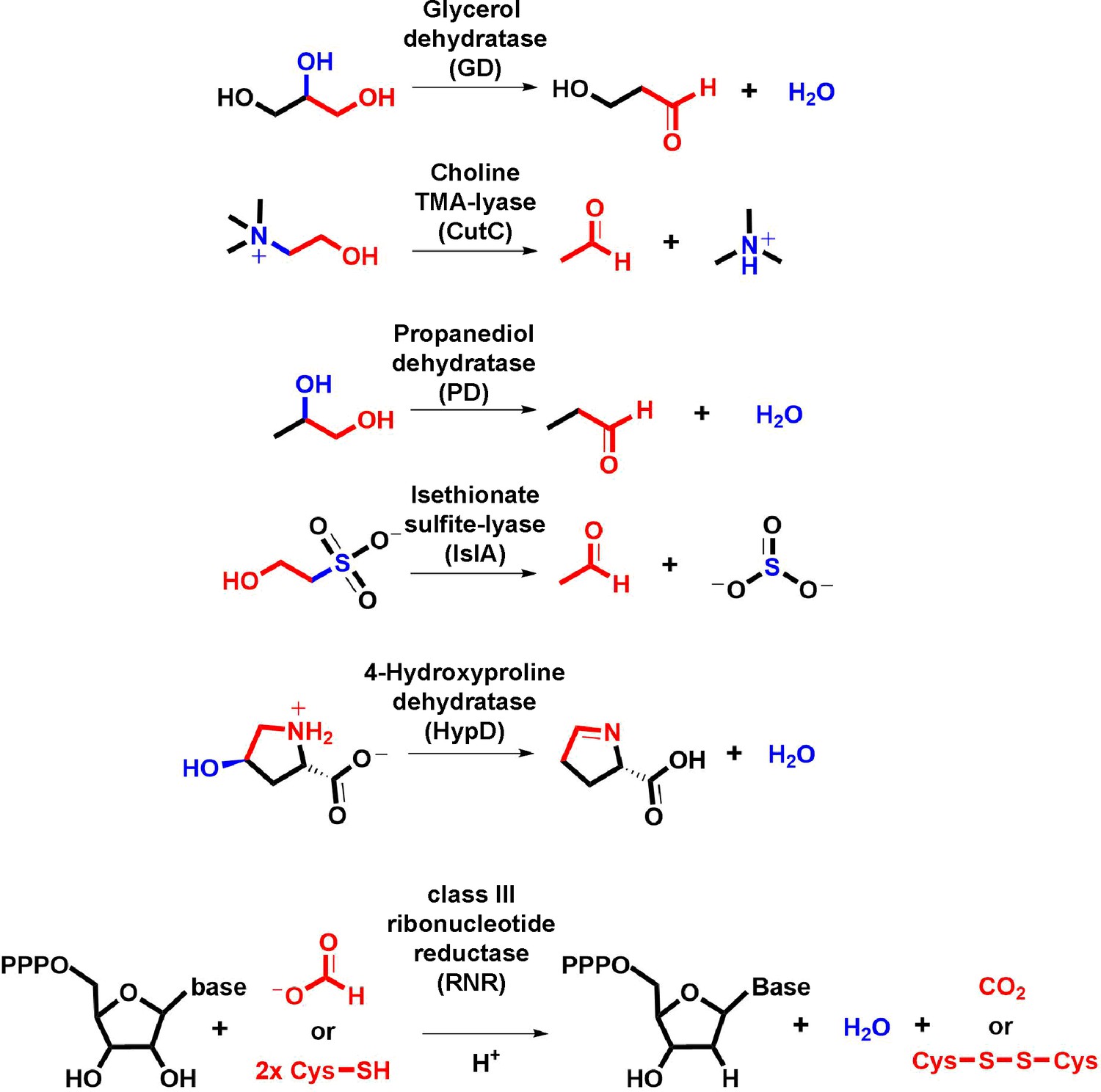 Molecular Basis For Catabolism Of The Abundant Metabolite Trans 4 Hydroxy L Proline By A Microbial Glycyl Radical Enzyme Elife