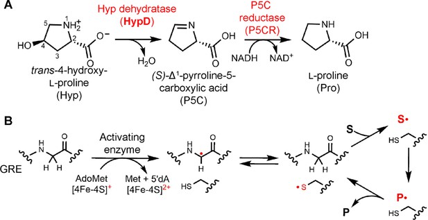 Molecular basis for catabolism of the abundant metabolite trans-4 ...