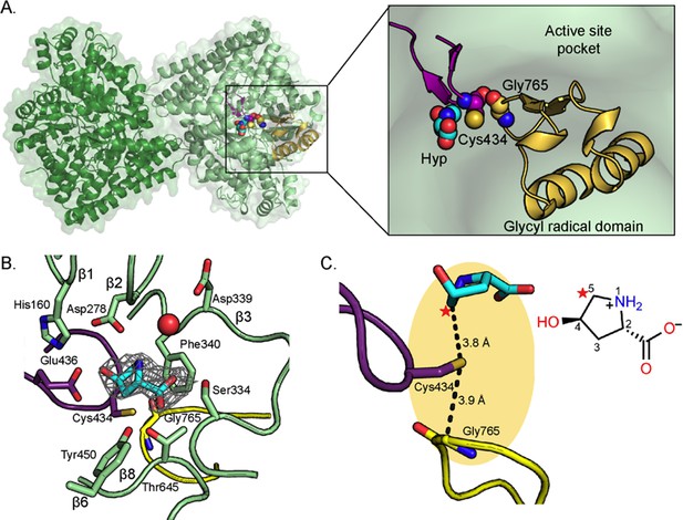 Figures and data in Molecular basis for catabolism of the abundant ...